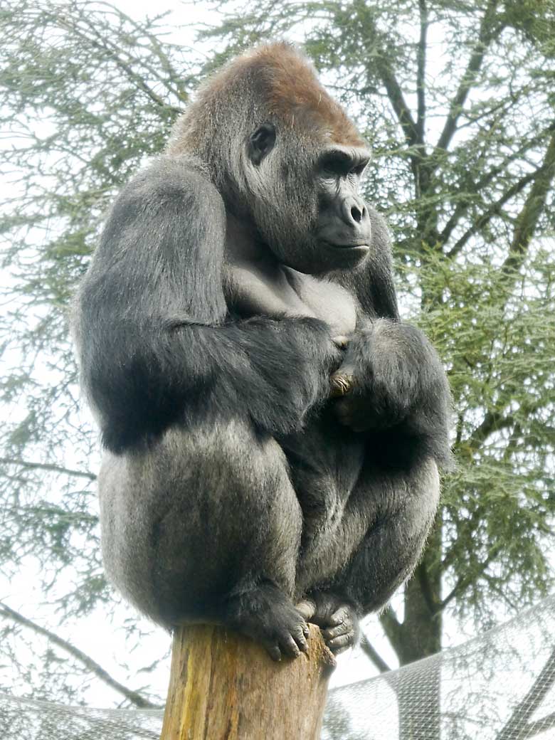 Westlicher Flachlandgorilla Männchen VIMOTO am 3. April 2018 auf der Außenanlage im Grünen Zoo Wuppertal