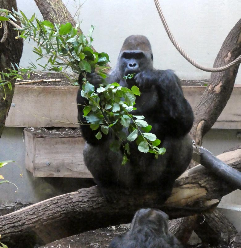 Silberrücken VIMOTO mit grünen Zweigen am 31. Mai 2018 im Innengehege im Menschenaffenhaus im Zoo Wuppertal