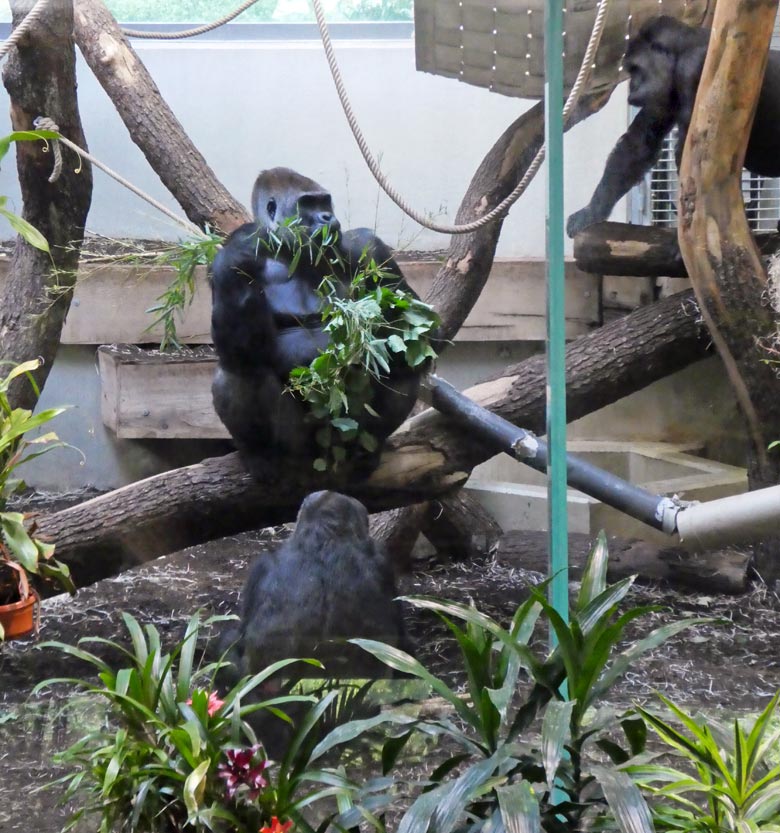 Silberrücken VIMOTO mit grünen Zweigen am 31. Mai 2018 im Innengehege im Menschenaffenhaus im Zoologischen Garten Wuppertal