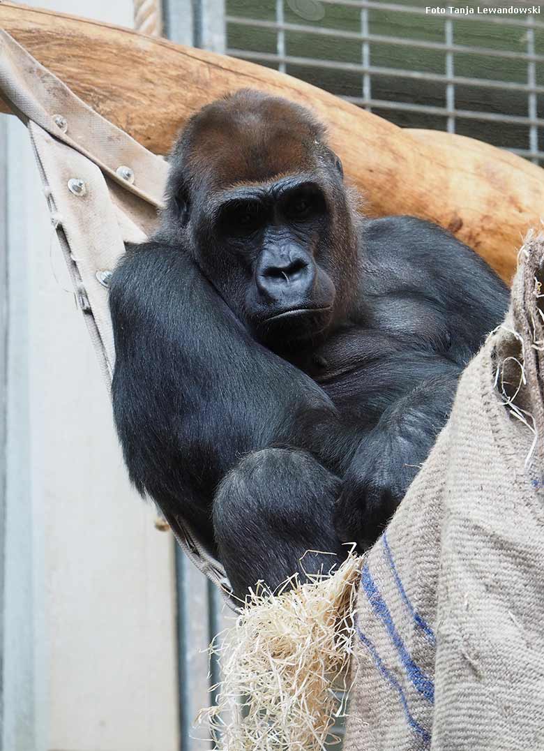 Westliches Flachlandgorilla-Weibchen am 1. September 2018 im Innengehege im Menschenaffenhaus im Wuppertaler Zoo (Foto Tanja Lewandowski)