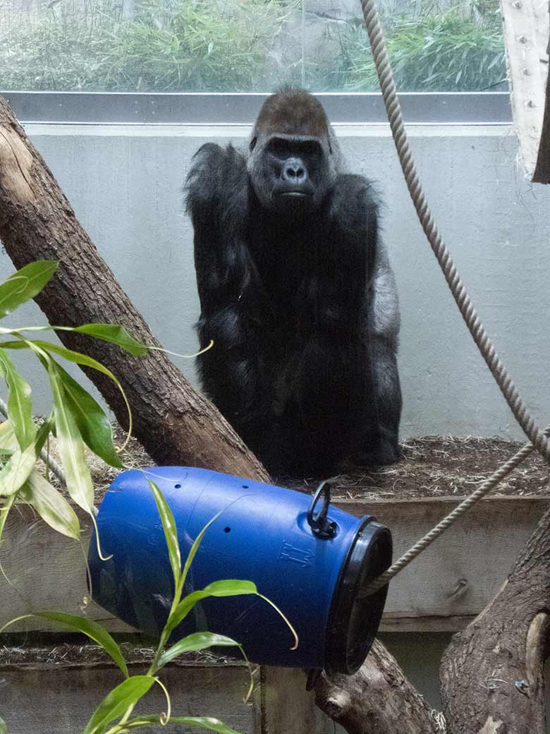 Westlicher Flachlandgorilla VIMOTO am 4. November 2018 im Menschenaffenhaus im Wuppertaler Zoo