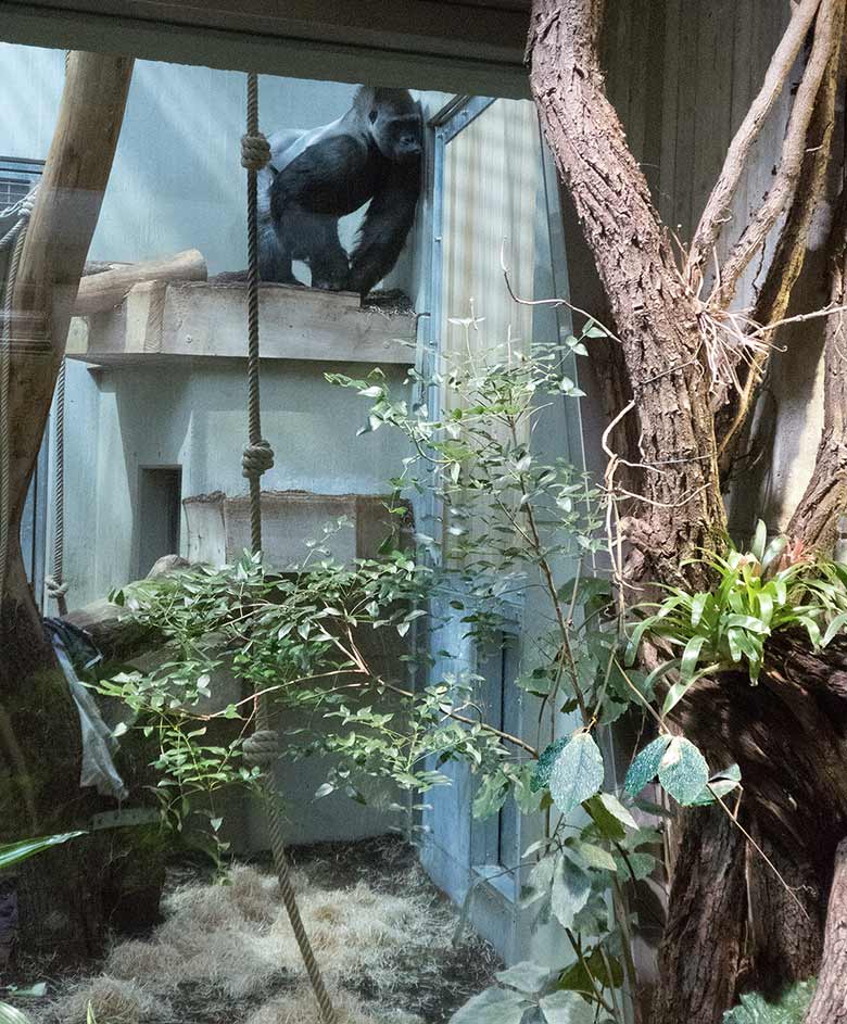 Westlicher Flachlandgorilla VIMOTO am 4. November 2018 im Menschenaffenhaus im Grünen Zoo Wuppertal