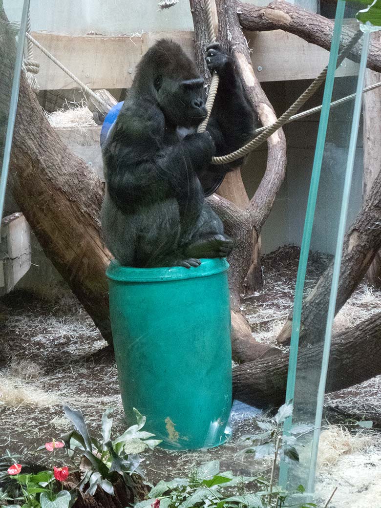 Westlicher Flachlandgorilla Silberrücken VIMOTO am 17. Februar 2019 im Menschenaffen-Haus im Grünen Zoo Wuppertal