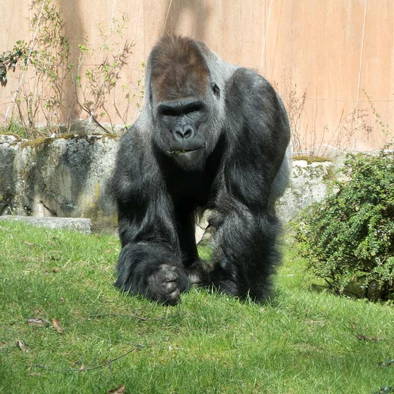 Oman-Falbkatze BAHLA am 23. März 2019 im Innengehege im Kleinkatzen-Haus im Grünen Zoo Wuppertal