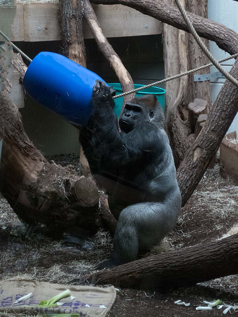 Westlicher Flachlandgorilla Silberrücken Vimoto am 13. April 2019 im Menschenaffen-Haus im Zoologischen Garten Wuppertall