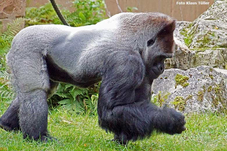 Westlicher Flachlandgorilla Silberrücken VIMOTO am 15. Oktober 2019 auf der Außenanlage am Menschenaffen-Haus im Grünen Zoo Wuppertal (Foto Klaus Tüller)