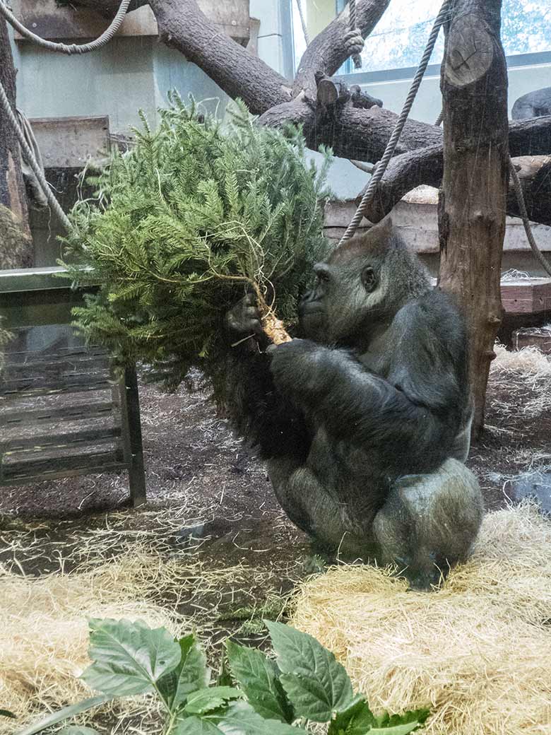 Westlicher Flachlandgorilla VIMOTO mit Tannenbaum am 6. Januar 2020 im Menschenaffen-Haus im Grünen Zoo Wuppertal