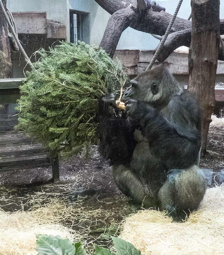 Westliches Flachlandgorilla-Männchen VIMOTO mit Tannenbaum am 6. Januar 2020 im Menschenaffen-Haus im Zoo Wuppertal