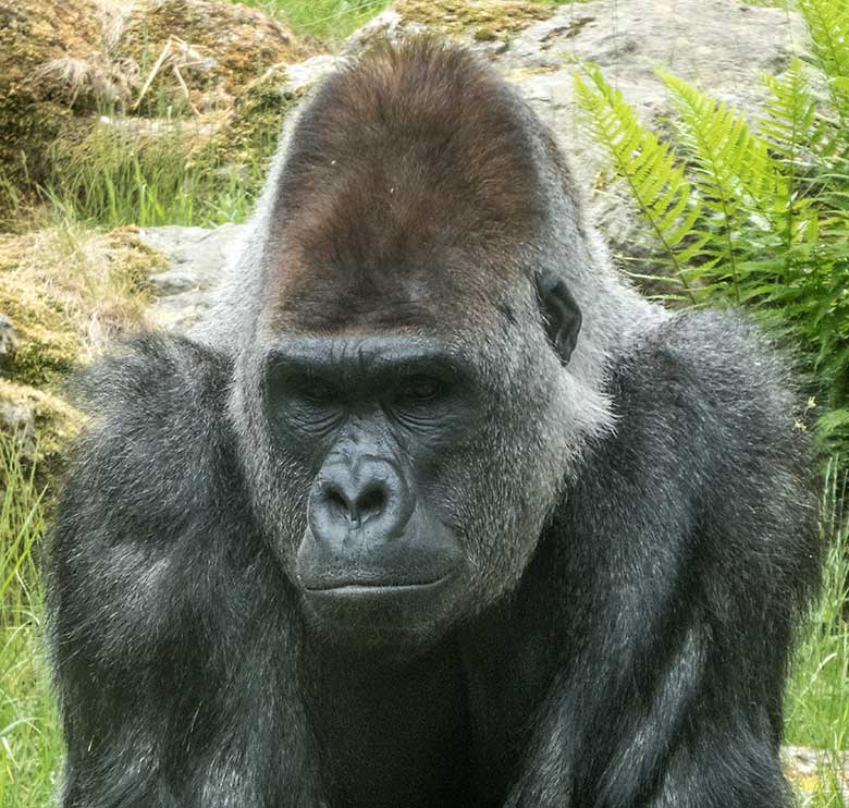 Westlicher Flachlandgorilla Silberrücken VIMOTO am 22. Mai 2020 auf der Außenanlage am Menschenaffen-Haus im Wuppertaler Zoo