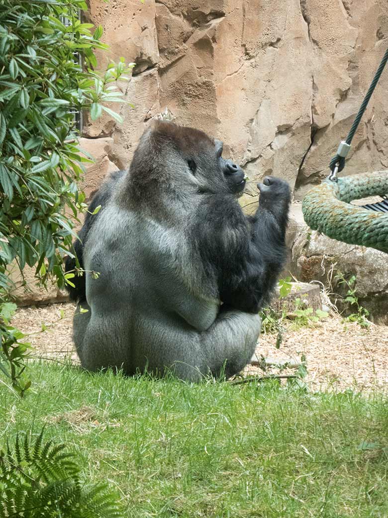 Silberrücken VIMOTO am 14. Juni 2020 auf der Außenanlage am Menschenaffen-Haus im Grünen Zoo Wuppertal