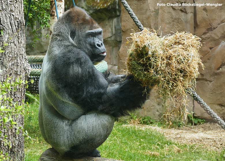 Silberrücken VIMOTO am 15. Juni 2020 auf der Außenanlage am Menschenaffen-Haus im Grünen Zoo Wuppertal (Foto Claudia Böckstiegel-Wengler)