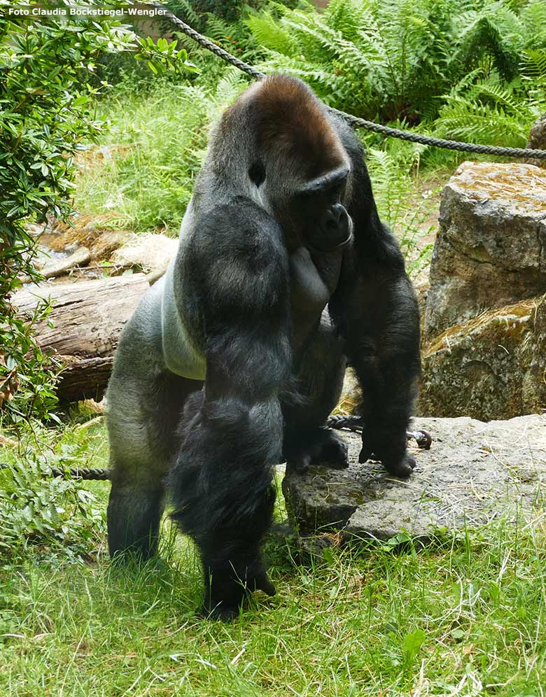 Silberrücken VIMOTO am 15. Juni 2020 auf der Außenanlage am Menschenaffen-Haus im Zoologischen Garten Wuppertal (Foto Claudia Böckstiegel-Wengler)