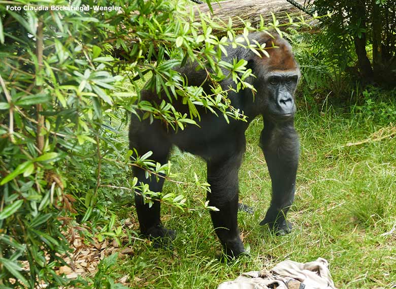 Silberrücken VIMOTO am 15. Juni 2020 auf der Außenanlage am Menschenaffen-Haus im Wuppertaler Zoo (Foto Claudia Böckstiegel-Wengler)