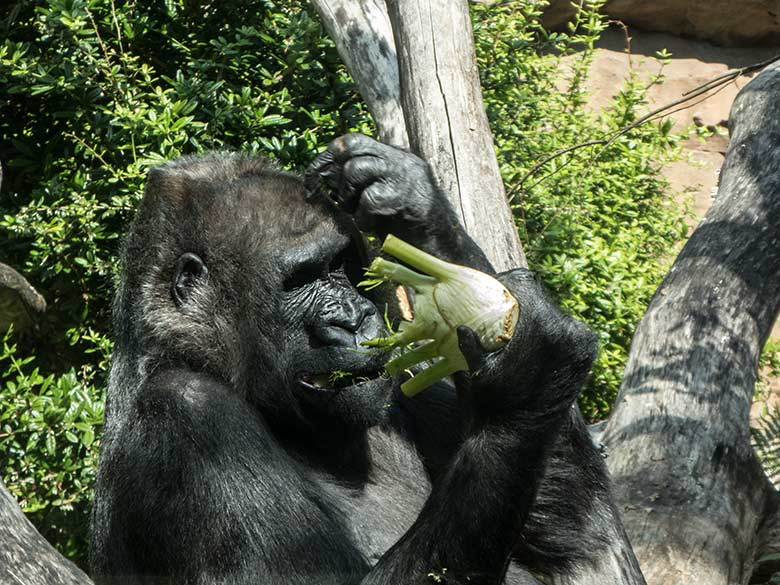 Westlicher Flachlandgorilla Weibchen UKIWA am 11. Juli 2020 auf der Außenanlage am Menschenaffen-Haus im Grünen Zoo Wuppertal