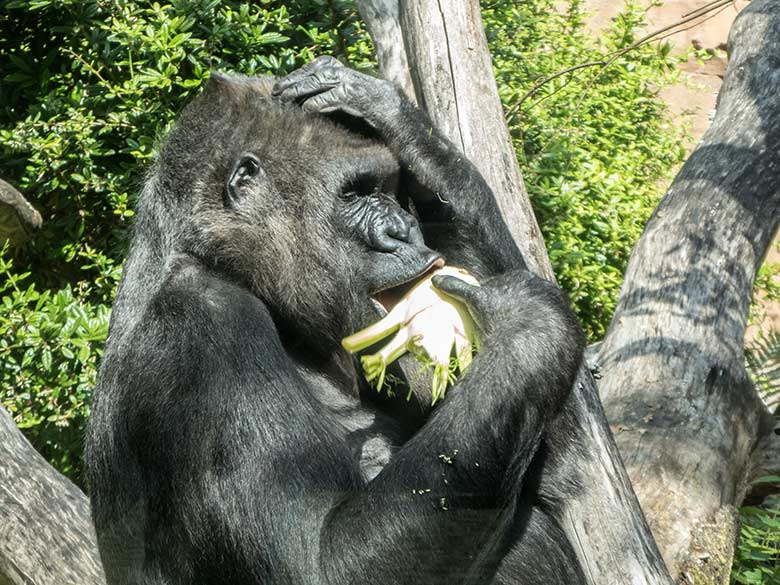 Westlicher Flachlandgorilla Weibchen UKIWA am 11. Juli 2020 auf der Außenanlage am Menschenaffen-Haus im Zoologischen Garten der Stadt Wuppertal