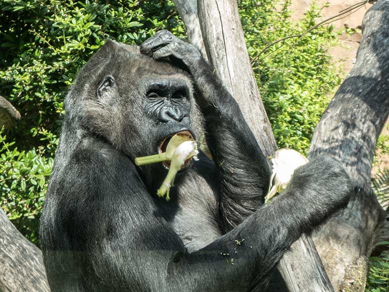 Westlicher Flachlandgorilla Weibchen UKIWA am 11. Juli 2020 auf der Außenanlage am Menschenaffen-Haus im Wuppertaler Zoo