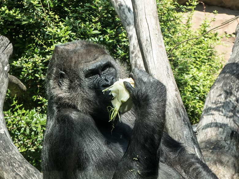 Westlicher Flachlandgorilla Weibchen UKIWA am 11. Juli 2020 auf der Außenanlage am Menschenaffen-Haus im Zoo Wuppertal