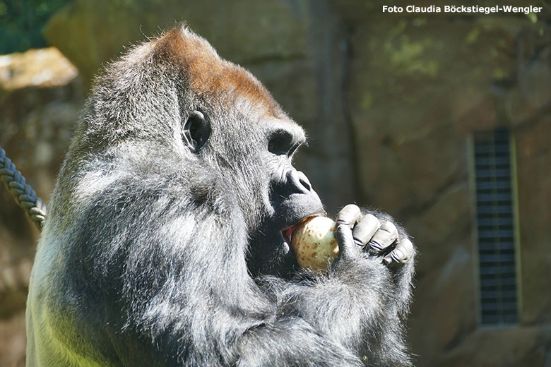 Gorilla-Silberrücken VIMOTO am 13. Juli 2020 auf der Außenanlage am Menschenaffen-Haus im Wuppertaler Zoo (Foto Claudia Böckstiegel-Wengler)