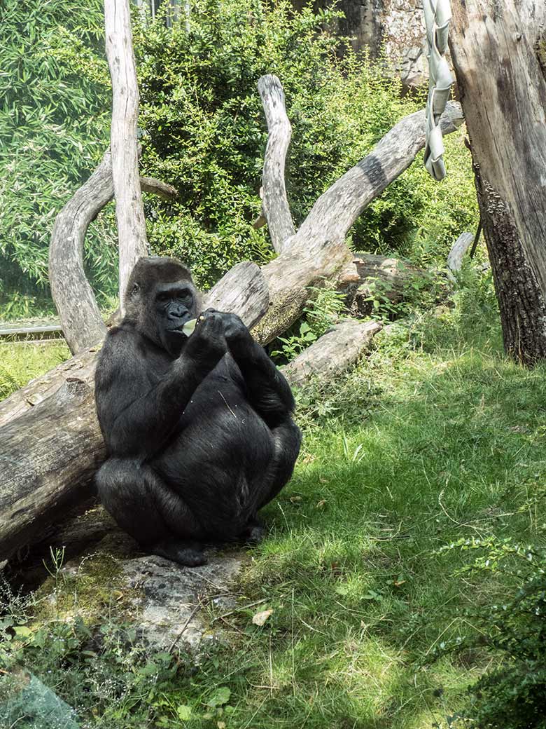 Westlicher Flachlandgorilla Weibchen UKIWA am 19. Juli 2020 auf der Außenanlage am Menschenaffen-Haus im Grünen Zoo Wuppertal