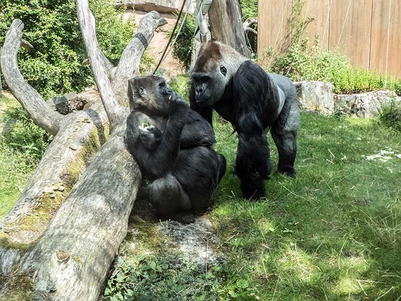 Westlicher Flachlandgorilla Weibchen UKIWA und Männchen VIMOTO am 19. Juli 2020 auf der Außenanlage am Menschenaffen-Haus im Wuppertaler Zoo