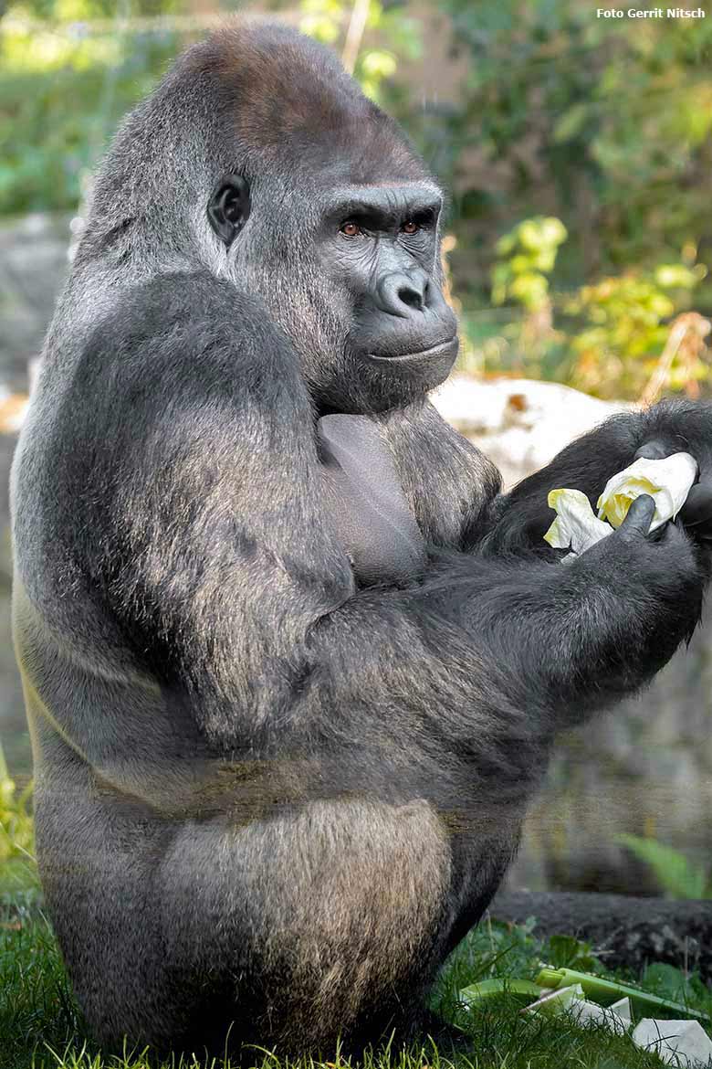 Silberrücken VIMOTO am 11. August 2020 auf der Außenanlage am Menschenaffen-Haus im Grünen Zoo Wuppertal (Foto Gerrit Nitsch)