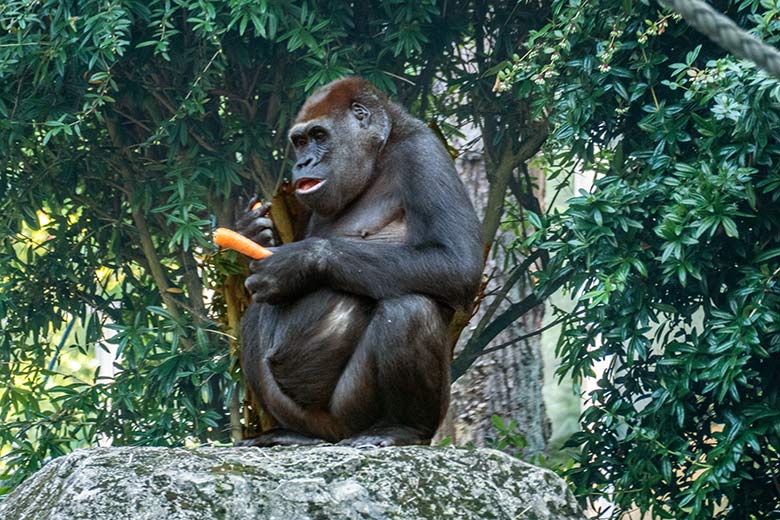 Weiblicher Westlicher Flachlandgorilla GRACE am 15. September 2020 auf der Außenanlage am Menschenaffen-Haus im Grünen Zoo Wuppertal