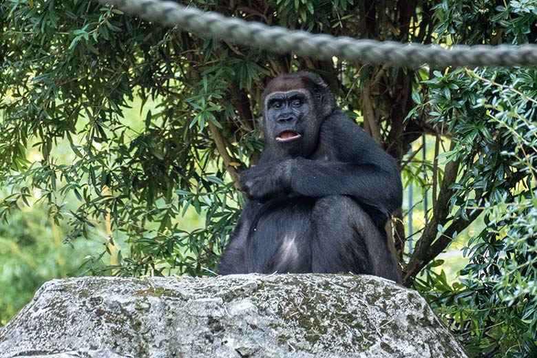 Weiblicher Westlicher Flachlandgorilla GRACE am 15. September 2020 auf der Außenanlage am Menschenaffen-Haus im Zoologischen Garten Wuppertal