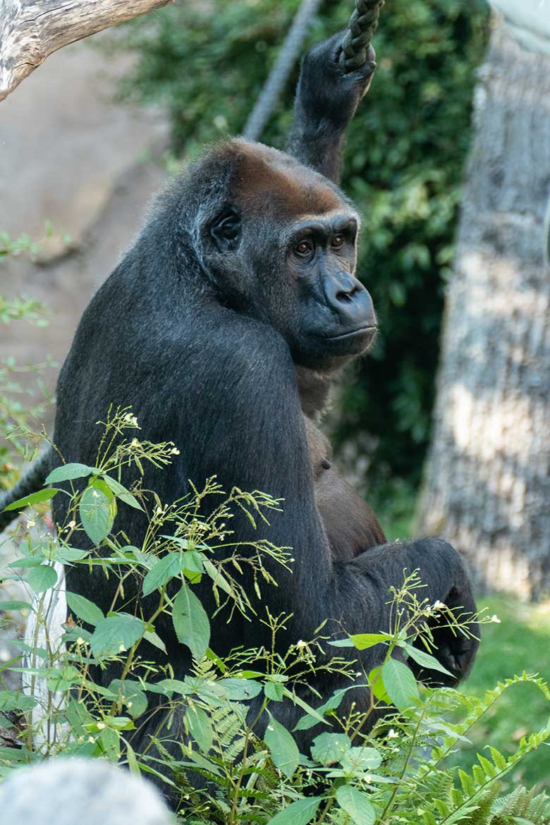 Weiblicher Westlicher Flachlandgorilla GRACE am 15. September 2020 auf der Außenanlage am Menschenaffen-Haus im Wuppertaler Zoo