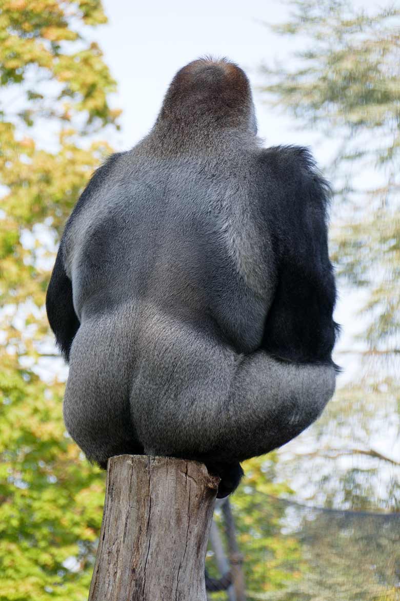 Westlicher Flachlandgorilla Silberrücken VIMOTO am 16. September 2020 auf der Außenanlage am Menschenaffen-Haus im Wuppertaler Zoo