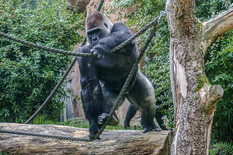 Westlicher Flachlandgorilla Silberrücken VIMOTO am 16. September 2020 auf der Außenanlage am Menschenaffen-Haus im Grünen Zoo Wuppertal