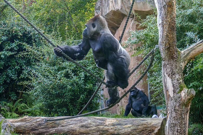 Westlicher Flachlandgorilla Silberrücken VIMOTO am 16. September 2020 auf der Außenanlage am Menschenaffen-Haus im Zoologischen Garten Wuppertal