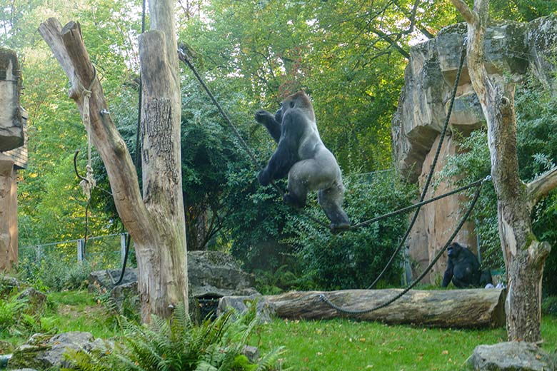Westlicher Flachlandgorilla Silberrücken VIMOTO am 16. September 2020 auf der Außenanlage am Menschenaffen-Haus im Zoo Wuppertal
