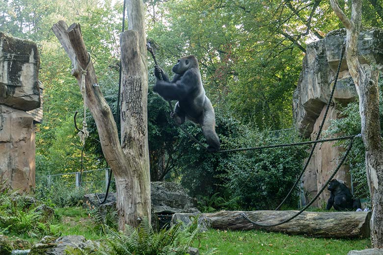 Westlicher Flachlandgorilla Silberrücken VIMOTO am 16. September 2020 auf der Außenanlage am Menschenaffen-Haus im Grünen Zoo Wuppertal