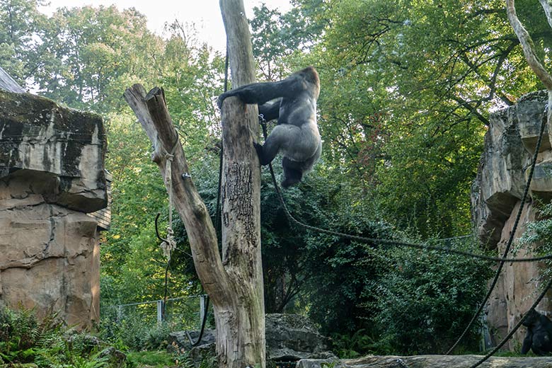 Westlicher Flachlandgorilla Silberrücken VIMOTO am 16. September 2020 auf der Außenanlage am Menschenaffen-Haus im Zoologischen Garten der Stadt Wuppertal