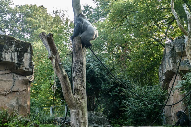 Westlicher Flachlandgorilla Silberrücken VIMOTO am 16. September 2020 auf der Außenanlage am Menschenaffen-Haus im Zoo Wuppertal