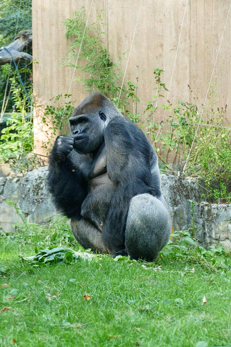 Westlicher Flachlandgorilla Silberrücken VIMOTO am 16. September 2020 auf der Außenanlage am Menschenaffen-Haus im Grünen Zoo Wuppertal