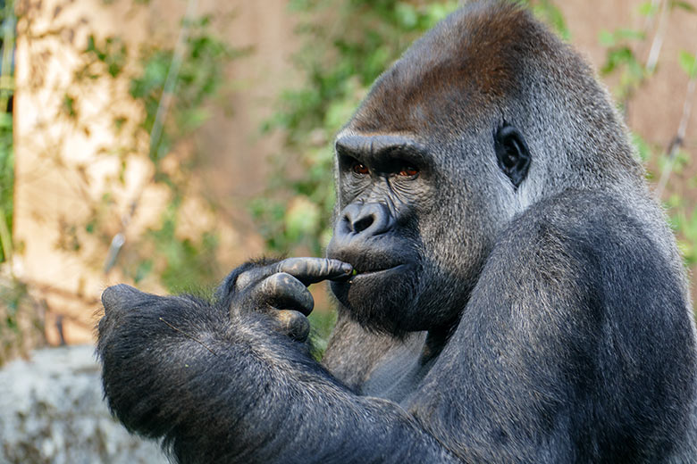 Westlicher Flachlandgorilla Silberrücken VIMOTO am 16. September 2020 auf der Außenanlage am Menschenaffen-Haus im Zoo Wuppertal