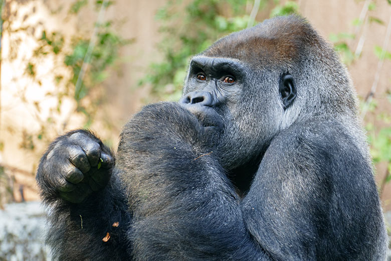 Westlicher Flachlandgorilla Silberrücken VIMOTO am 16. September 2020 auf der Außenanlage am Menschenaffen-Haus im Wuppertaler Zoo