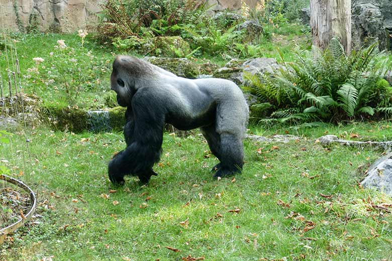 Westlicher Flachlandgorilla Silberrücken VIMOTO am 16. September 2020 auf der Außenanlage am Menschenaffen-Haus im Zoologischen Garten Wuppertal