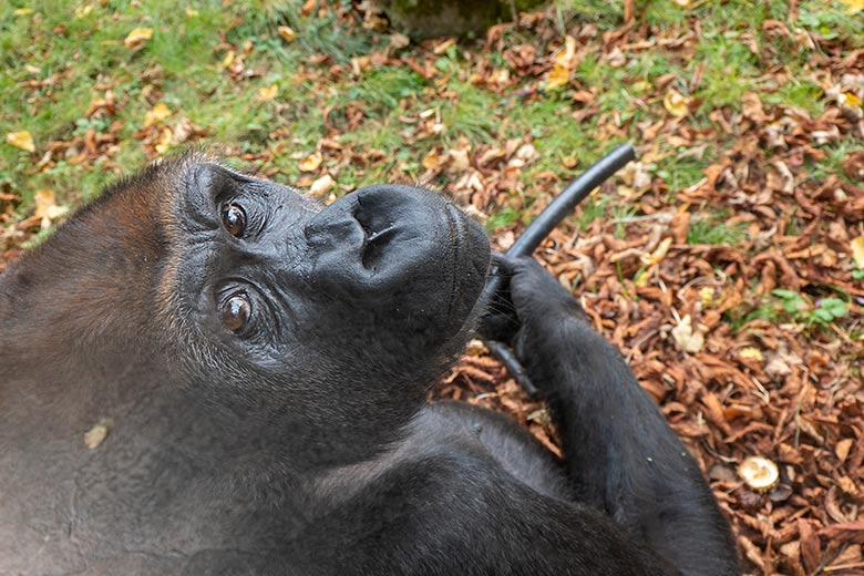 Weiblicher Westlicher Flachlandgorilla GRACE am 1. Oktober 2020 auf der Außenanlage am Menschenaffen-Haus im Grünen Zoo Wuppertal