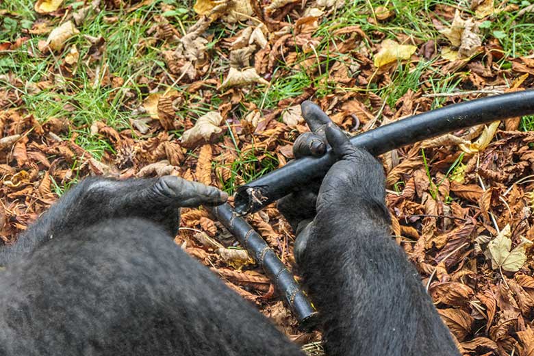 Weiblicher Westlicher Flachlandgorilla GRACE am 1. Oktober 2020 auf der Außenanlage am Menschenaffen-Haus im Zoologischen Garten Wuppertal