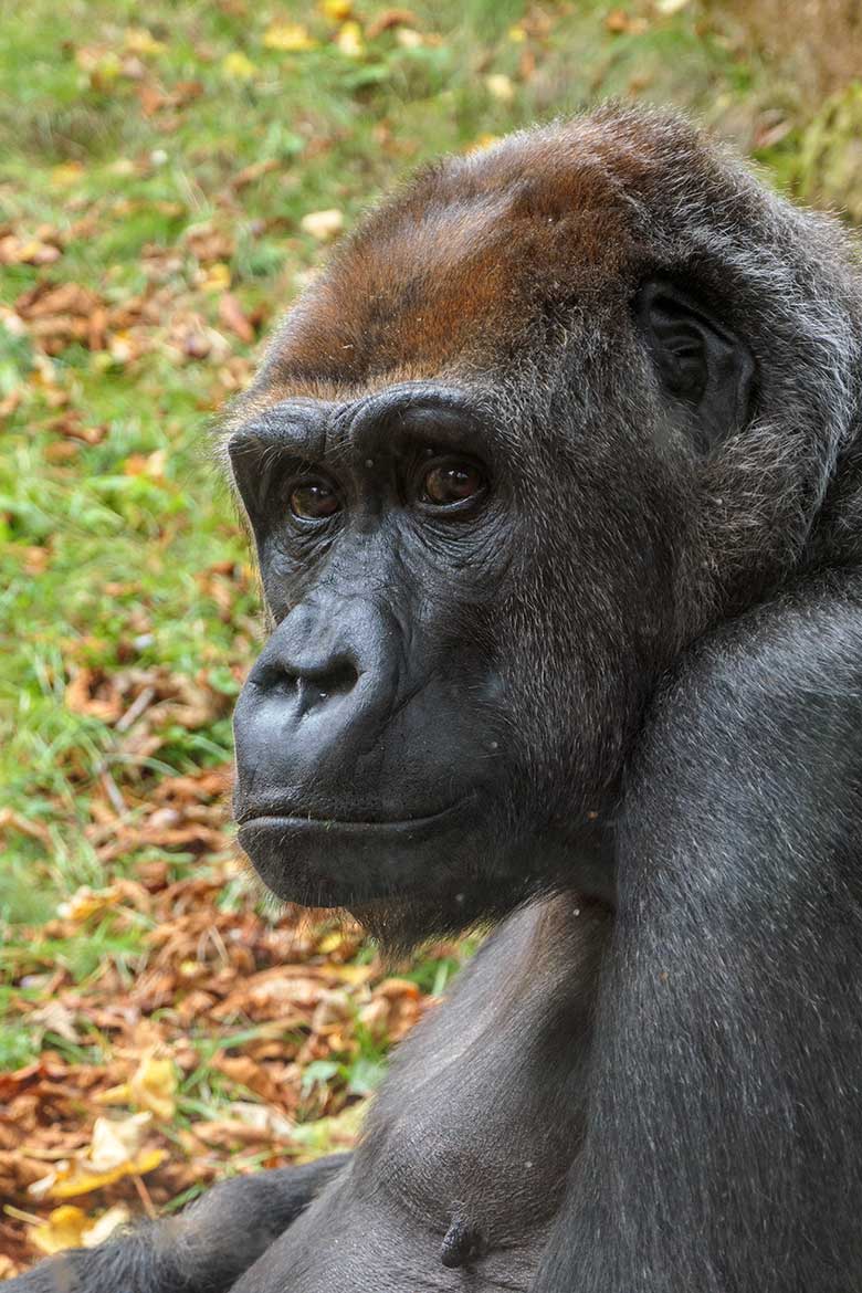 Weiblicher Westlicher Flachlandgorilla GRACE am 1. Oktober 2020 auf der Außenanlage am Menschenaffen-Haus im Wuppertaler Zoo