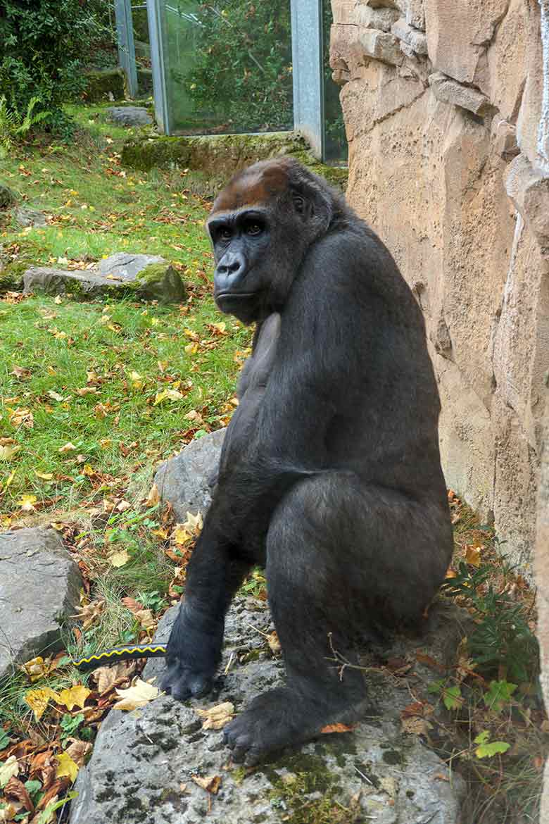 Weiblicher Westlicher Flachlandgorilla GRACE am 1. Oktober 2020 auf der Außenanlage am Menschenaffen-Haus im Grünen Zoo Wuppertal