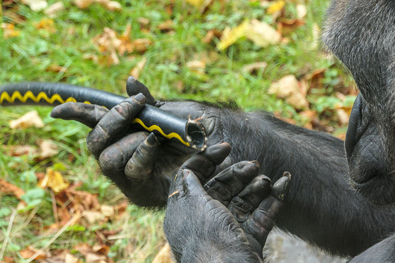 Weiblicher Westlicher Flachlandgorilla GRACE am 1. Oktober 2020 auf der Außenanlage am Menschenaffen-Haus im Zoologischen Garten der Stadt Wuppertal