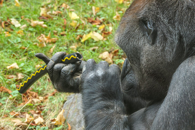 Weiblicher Westlicher Flachlandgorilla GRACE am 1. Oktober 2020 auf der Außenanlage am Menschenaffen-Haus im Zoo Wuppertal