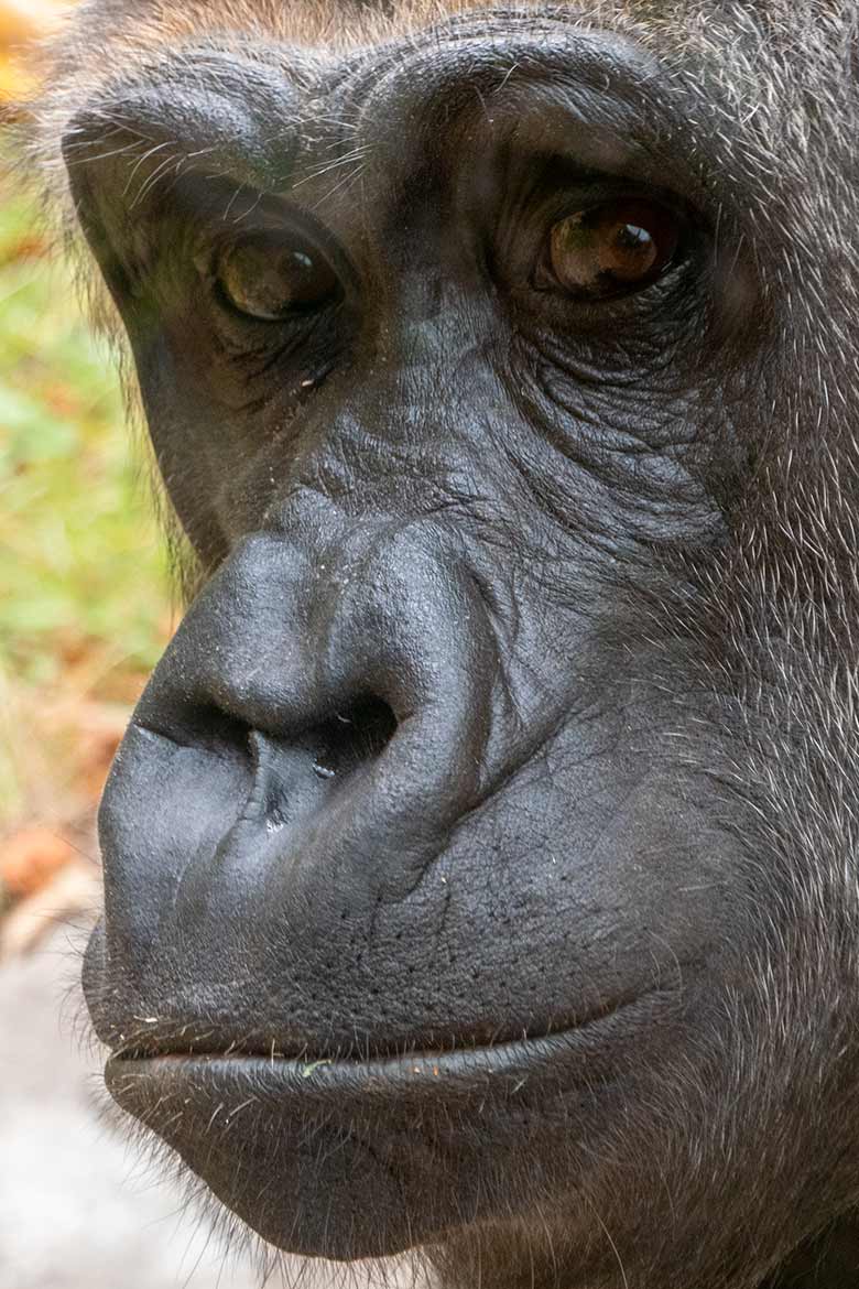 Weiblicher Westlicher Flachlandgorilla GRACE am 1. Oktober 2020 auf der Außenanlage am Menschenaffen-Haus im Zoologischen Garten Wuppertal