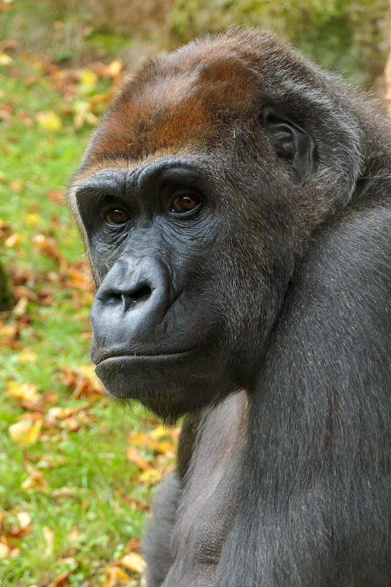 Weiblicher Westlicher Flachlandgorilla GRACE am 1. Oktober 2020 auf der Außenanlage am Menschenaffen-Haus im Wuppertaler Zoo