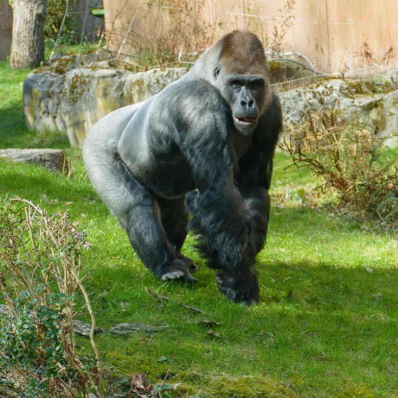 Männlicher Westlicher Flachlandgorilla VIMOTO am 20. März 2021 auf der Außenanlage am Menschenaffen-Haus im Wuppertaler Zoo