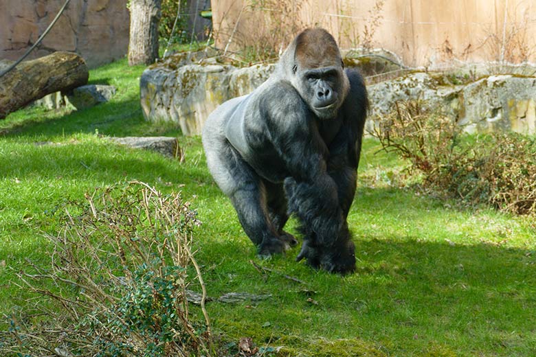 Westlicher Flachlandgorilla Silberrücken VIMOTO am 20. März 2021 auf der Außenanlage am Menschenaffen-Haus im Zoologischen Garten Wuppertal