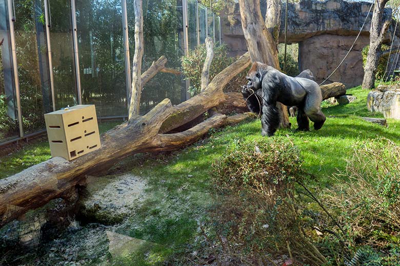 Westlicher Flachlandgorilla Silberrücken VIMOTO am 31. März 2021 auf dem Weg zum neuen oberen Stocherkasten auf der Außenanlage am Menschenaffen-Haus im Zoologischen Garten Wuppertal